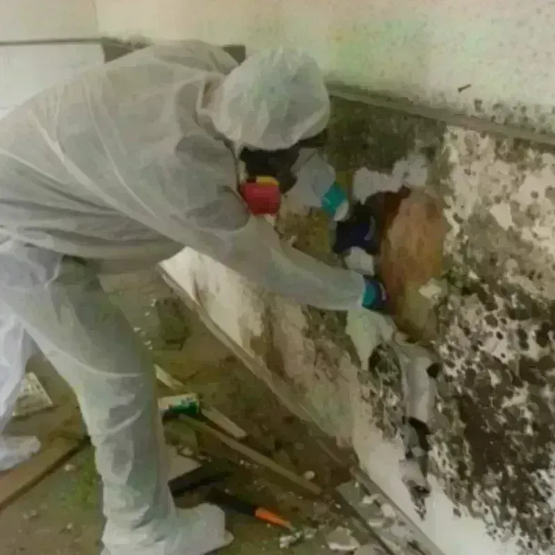 Mold Remediation and Removal in Mitchell County, TX